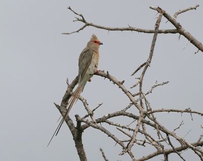 Rooiwangmuisvoël / Red-faced Mousebird