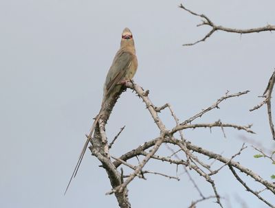 Rooiwangmuisvoël / Red-faced Mousebird