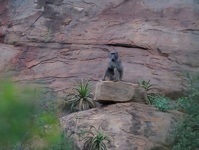 Kaapse Bobbejaan / Cape Baboon