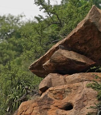 Klipdassie / Dassie / Rock Hyrax