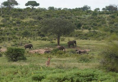 Savanne-olifant / African Elephant