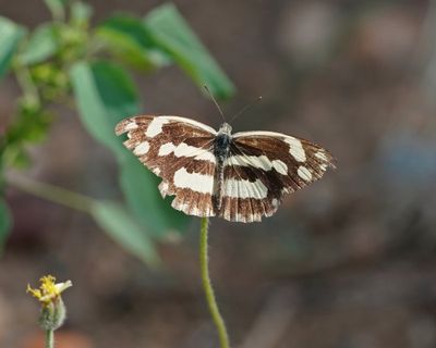 Kwagga / Zebra White