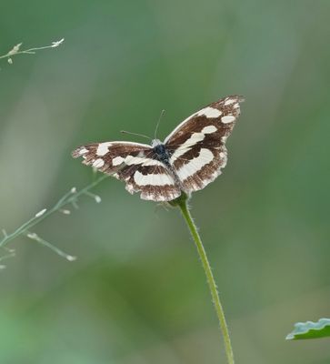 Kwagga / Zebra White