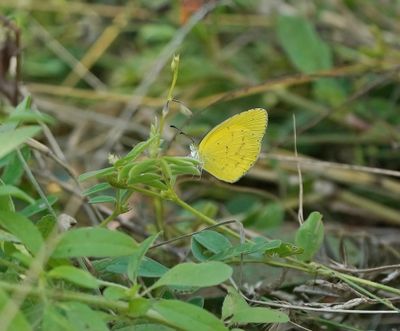 Grasveldgeletjie / Broad-bordered Grass Yellow