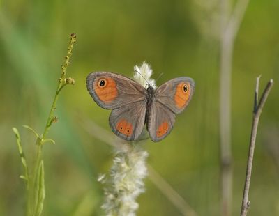 Skimbruintjie / Orange Lined Ringlet