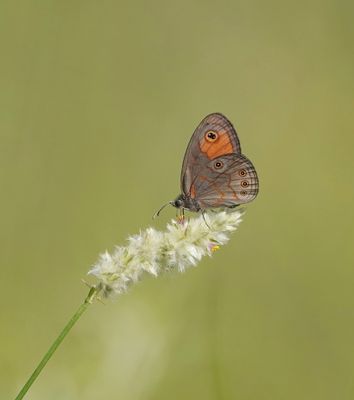 Skimbruintjie / Orange Lined Ringlet