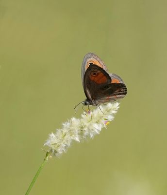 Skimbruintjie / Orange Lined Ringlet