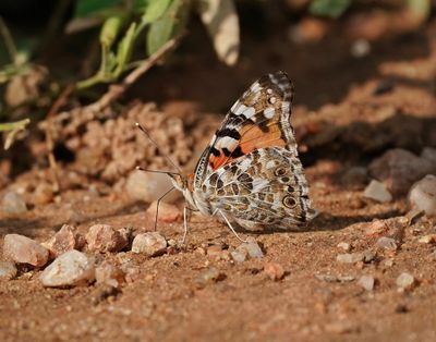Sondagsrokkie / Painted Lady