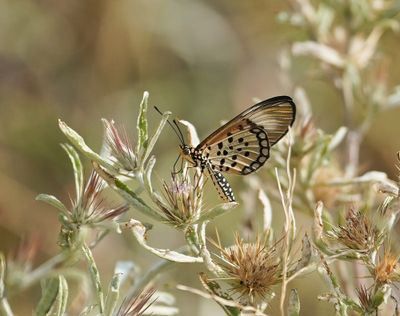 Rooibokkie Rooitjie / Window Acraea