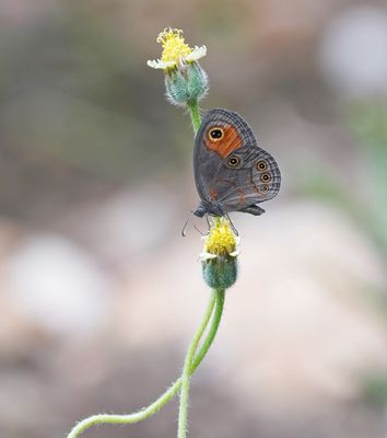 Skimbruintjie / Orange Lined Ringlet