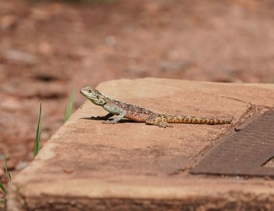 Rotskoggelmander / Southern Rock Agama