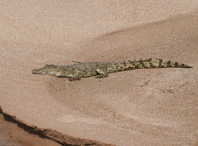Krokodil / Nile Crocodile