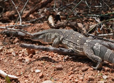 Veldlikkewaan / Rock Monitor