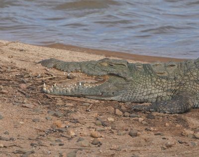 Krokodil / Nile Crocodile