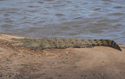 Krokodil / Nile Crocodile