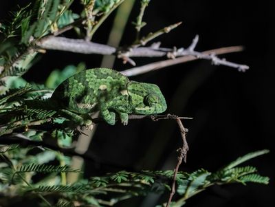 Verkleurmannetjie / Flap-necked Chameleon