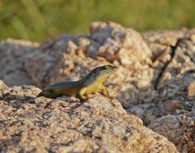 Reenboog Gladde Akkedis / Rainbow Skink