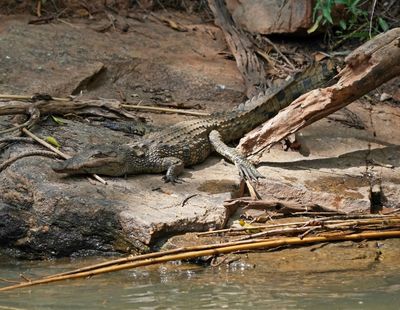 Krokodil / Nile Crocodile
