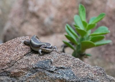 Gestreepte Gladde Akkedis / Striped Skink