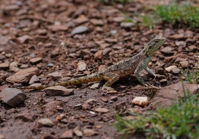 Rotskoggelmander / Southern Rock Agama