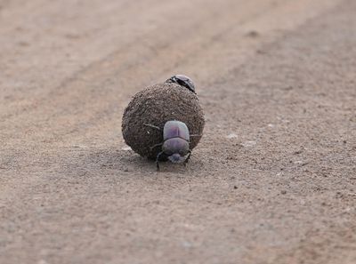 (119) Zuid Afrika A7.1-DeNoiseAI-clear.jpg