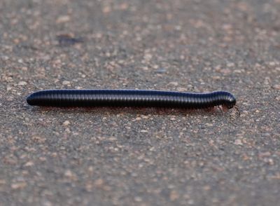 Duisendpoot / Giant African Millipede