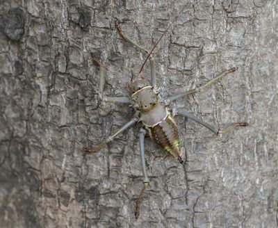 Gepantserde Kriek / Armoured Ground Cricket