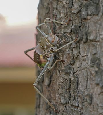 Gepantserde Kriek / Armoured Ground Cricket