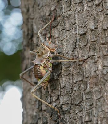 Gepantserde Kriek / Armoured Ground Cricket
