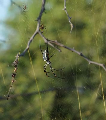 Goue Wawielspinnekop / Golden Orb-web Spider
