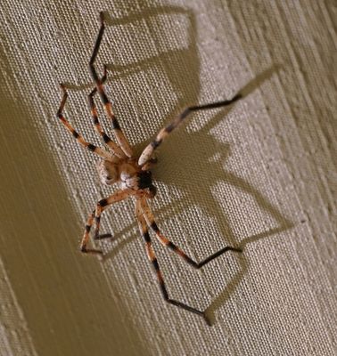 Reënspinnekop / Common Rain Spider