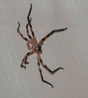 Reënspinnekop / Common Rain Spider