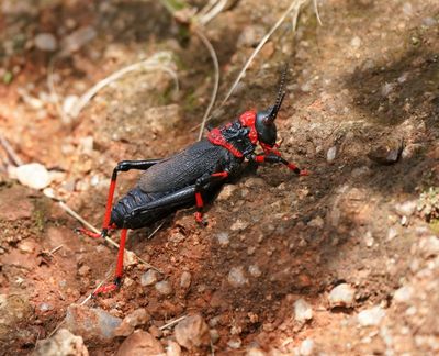 Rooibaadjie / African Foam Grasshopper