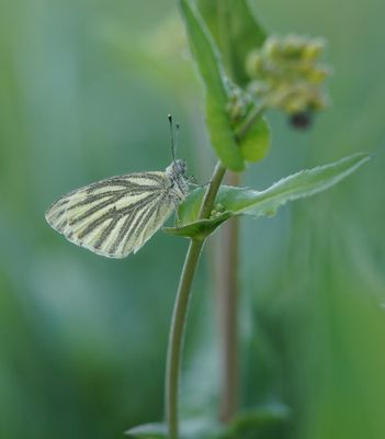 Klein Geaderd Witje / Green-veined White