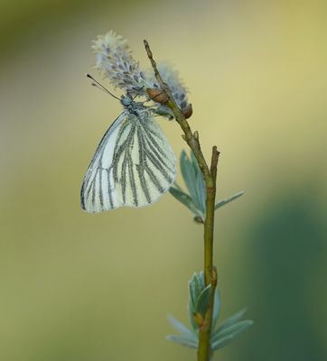 Klein Geaderd Witje / Green-veined White