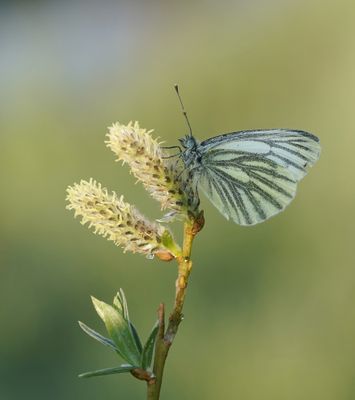 Klein Geaderd Witje / Green-veined White