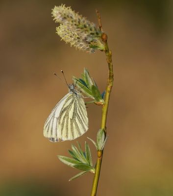 Klein Geaderd Witje / Green-veined White