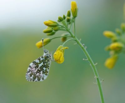 Oranjetipje / Orange-tip