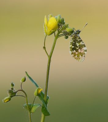 Oranjetipje / Orange-tip