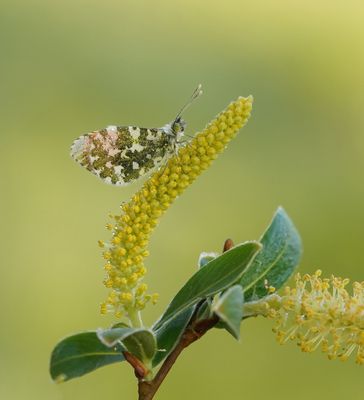 Oranjetipje / Orange-tip