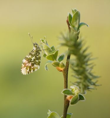 Oranjetipje / Orange-tip
