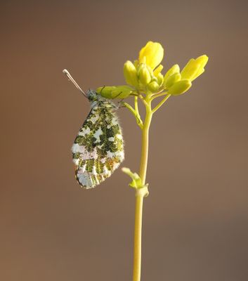 Oranjetipje / Orange-tip