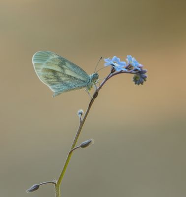 Boswitje / Wood White