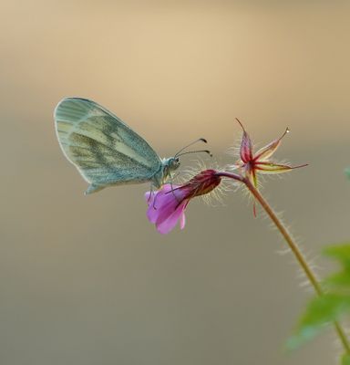 Boswitje / Wood White