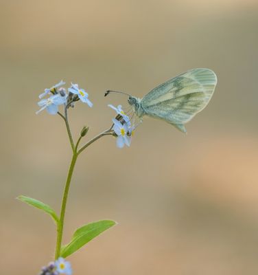 Boswitje / Wood White