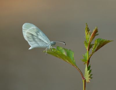 Boswitje / Wood White