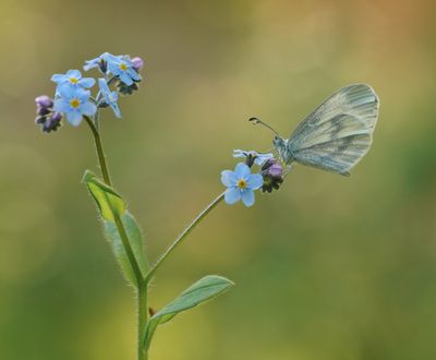 Boswitje / Wood White