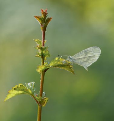 Boswitje / Wood White