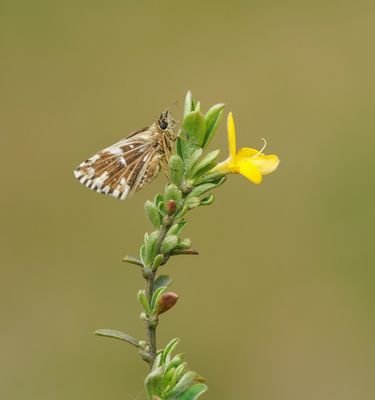 Kalkgraslanddikkopje / Red Underwing Skipper