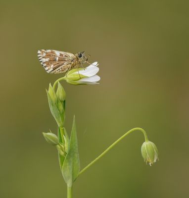 Kalkgraslanddikkopje / Red Underwing Skipper